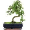 Chinesische Ulme, Bonsai, 12 Jahre, 42cm 2 Chinesische Ulme, Bonsai, 12 Jahre, 42cm -Empfohlener Shop für Topfpflanzen iulmpar122 67