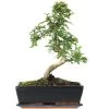 Chinesische Ulme, Bonsai, 12 Jahre, 46cm -Empfohlener Shop für Topfpflanzen iulmpar123 17