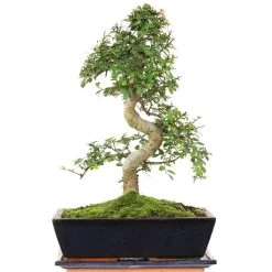 Chinesische Ulme, Bonsai, 12 Jahre, 45cm
