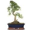 Chinesische Ulme, Bonsai, 12 Jahre, 47cm -Empfohlener Shop für Topfpflanzen iulmpar123 49