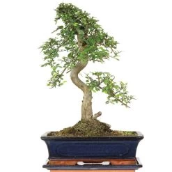 Chinesische Ulme, Bonsai, 12 Jahre, 47cm