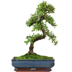 Chinesische Ulme, Bonsai, 14 Jahre, 54cm