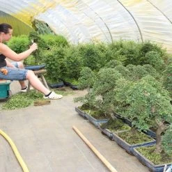 Chinesische Ulme, Bonsai, 14 Jahre, 54cm -Empfohlener Shop für Topfpflanzen iulmpar141 314