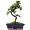 Chinesische Ulme, Bonsai, 14 Jahre, 53cm -Empfohlener Shop für Topfpflanzen iulmpar143 06