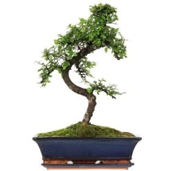 Chinesische Ulme, Bonsai, 14 Jahre, 53cm