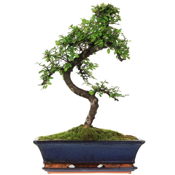 Chinesische Ulme, Bonsai, 14 Jahre, 53cm 3 Chinesische Ulme, Bonsai, 14 Jahre, 53cm
