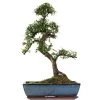 Chinesische Ulme, Bonsai, 14 Jahre, 58cm 1 Chinesische Ulme, Bonsai, 14 Jahre, 58cm -Empfohlener Shop für Topfpflanzen iulmpar143 13