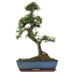 Chinesische Ulme, Bonsai, 14 Jahre, 58cm