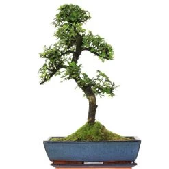 Chinesische Ulme, Bonsai, 14 Jahre, 57cm