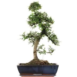 Chinesische Ulme, Bonsai, 14 Jahre, 60cm