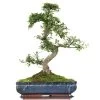 Chinesische Ulme, Bonsai, 14 Jahre, 54cm 1 Chinesische Ulme, Bonsai, 14 Jahre, 54cm -Empfohlener Shop für Topfpflanzen iulmpar143 96