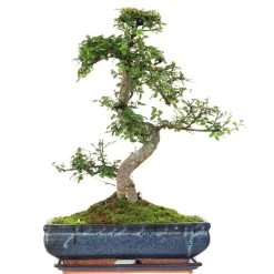 Chinesische Ulme, Bonsai, 14 Jahre, 54cm