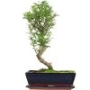 Pfefferbaum, Bonsai, 12 Jahre, 49cm -Empfohlener Shop für Topfpflanzen izanpip121 43