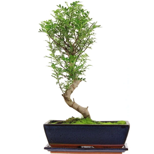 Pfefferbaum, Bonsai, 12 Jahre, 49cm 3 Pfefferbaum, Bonsai, 12 Jahre, 49cm