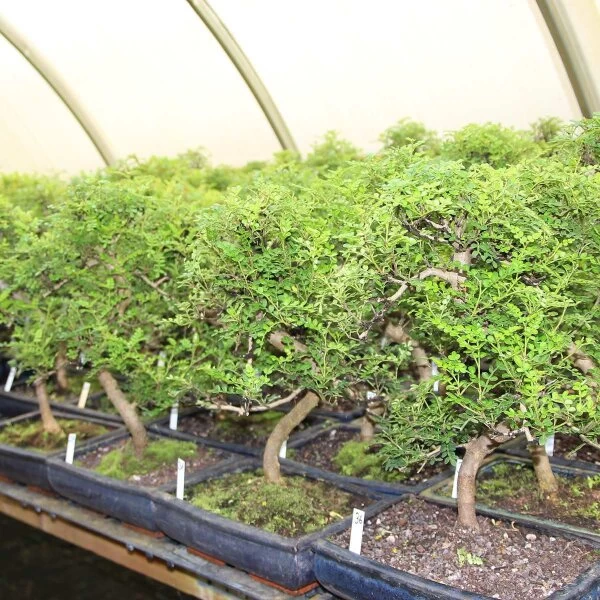 Pfefferbaum, Bonsai, 12 Jahre, 49cm 4 Pfefferbaum, Bonsai, 12 Jahre, 49cm – Bild 2