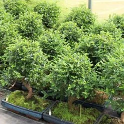 Pfefferbaum, Bonsai, 12 Jahre, 49cm 7 Pfefferbaum, Bonsai, 12 Jahre, 49cm -Empfohlener Shop für Topfpflanzen izanpip121 434