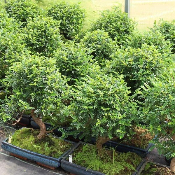 Pfefferbaum, Bonsai, 12 Jahre, 49cm 5 Pfefferbaum, Bonsai, 12 Jahre, 49cm – Bild 3