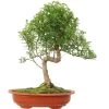 Pfefferbaum, Bonsai, 14 Jahre, 53cm -Empfohlener Shop für Topfpflanzen izanpip141 24