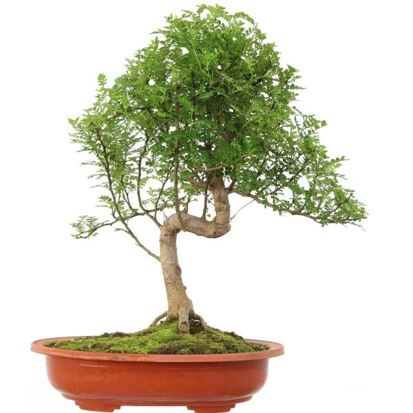 Pfefferbaum, Bonsai, 14 Jahre, 53cm 3 Pfefferbaum, Bonsai, 14 Jahre, 53cm