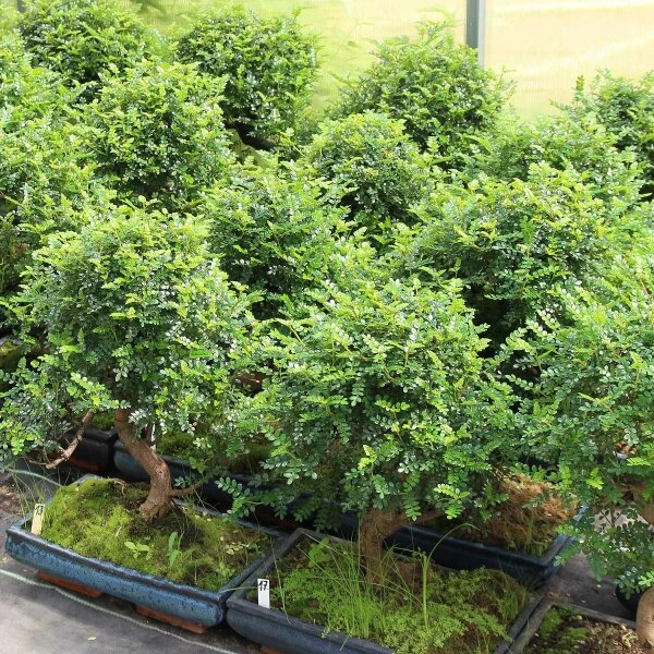 Pfefferbaum, Bonsai, 14 Jahre, 53cm 4 Pfefferbaum, Bonsai, 14 Jahre, 53cm – Bild 2