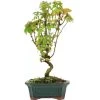 Dreispitzahorn, Bonsai, 8 Jahre, 34cm -Empfohlener Shop für Topfpflanzen oacebue081 11