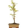 Dreispitzahorn, Bonsai, 9 Jahre, 42cm -Empfohlener Shop für Topfpflanzen oacebue091 14