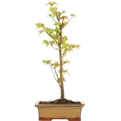 Dreispitzahorn, Bonsai, 9 Jahre, 42cm