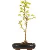 Dreispitzahorn, Bonsai, 9 Jahre, 43cm -Empfohlener Shop für Topfpflanzen oacebue091 26