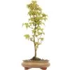 Dreispitzahorn, Bonsai, 9 Jahre, 45cm -Empfohlener Shop für Topfpflanzen oacebue091 32