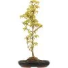 Dreispitzahorn, Bonsai, 9 Jahre, 49cm -Empfohlener Shop für Topfpflanzen oacebue091 33