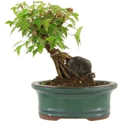 Dreispitzahorn, Bonsai, 9 Jahre, 21cm