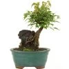 Dreispitzahorn, Bonsai, 9 Jahre, 25cm 2 Dreispitzahorn, Bonsai, 9 Jahre, 25cm -Empfohlener Shop für Topfpflanzen oacebue092 34