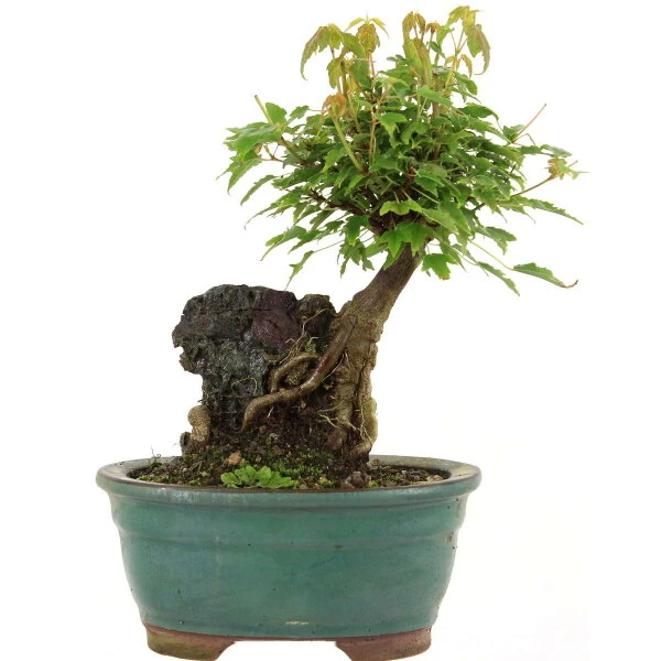 Dreispitzahorn, Bonsai, 9 Jahre, 25cm 3 Dreispitzahorn, Bonsai, 9 Jahre, 25cm