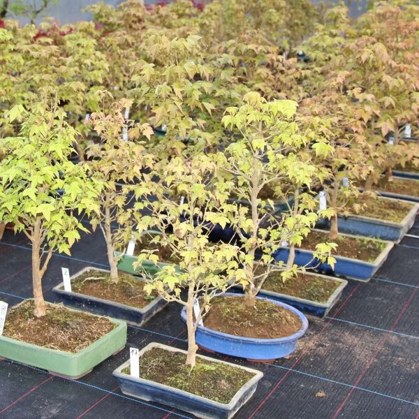 Dreispitzahorn, Bonsai, 9 Jahre, 25cm 4 Dreispitzahorn, Bonsai, 9 Jahre, 25cm – Bild 2