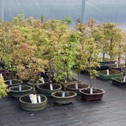 Dreispitzahorn, Bonsai, 9 Jahre, 25cm 7 Dreispitzahorn, Bonsai, 9 Jahre, 25cm -Empfohlener Shop für Topfpflanzen oacebue092 343