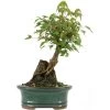 Dreispitzahorn, Bonsai, 9 Jahre, 25cm -Empfohlener Shop für Topfpflanzen oacebue092 39