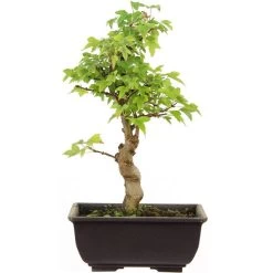 Dreispitzahorn, Bonsai, 9 Jahre, 27cm