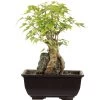 Dreispitzahorn, Bonsai, 9 Jahre, 24cm -Empfohlener Shop für Topfpflanzen oacebue094 01