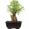 Dreispitzahorn, Bonsai, 9 Jahre, 26cm -Empfohlener Shop für Topfpflanzen oacebue094 02