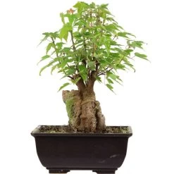 Dreispitzahorn, Bonsai, 9 Jahre, 26cm