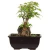 Dreispitzahorn, Bonsai, 9 Jahre, 22cm -Empfohlener Shop für Topfpflanzen oacebue094 07