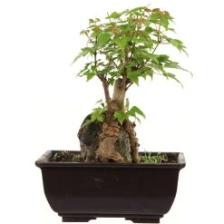 Dreispitzahorn, Bonsai, 9 Jahre, 22cm