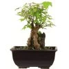 Dreispitzahorn, Bonsai, 9 Jahre, 23cm -Empfohlener Shop für Topfpflanzen oacebue094 08