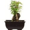 Dreispitzahorn, Bonsai, 9 Jahre, 21cm -Empfohlener Shop für Topfpflanzen oacebue094 18