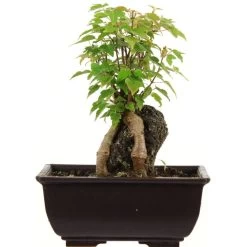 Dreispitzahorn, Bonsai, 9 Jahre, 21cm