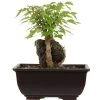 Dreispitzahorn, Bonsai, 9 Jahre, 20cm -Empfohlener Shop für Topfpflanzen oacebue094 30