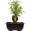 Dreispitzahorn, Bonsai, 9 Jahre, 24cm 2 Dreispitzahorn, Bonsai, 9 Jahre, 24cm -Empfohlener Shop für Topfpflanzen oacebue094 57