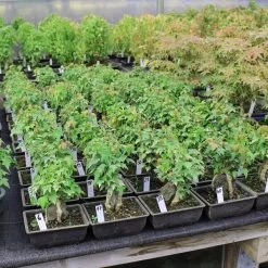 Dreispitzahorn, Bonsai, 9 Jahre, 24cm -Empfohlener Shop für Topfpflanzen oacebue094 572