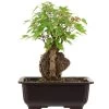 Dreispitzahorn, Bonsai, 11 Jahre, 26cm -Empfohlener Shop für Topfpflanzen oacebue111 46