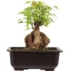 Dreispitzahorn, Bonsai, 11 Jahre, 23cm -Empfohlener Shop für Topfpflanzen oacebue111 55